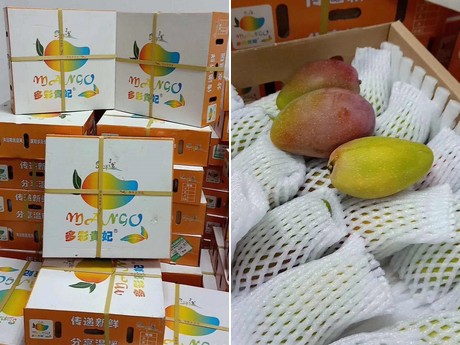 mango market price