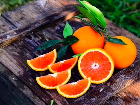 cuties oranges season
