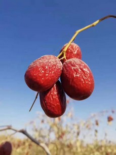 China: “Los productores de dátiles rojos buscan nuevos canales de venta”