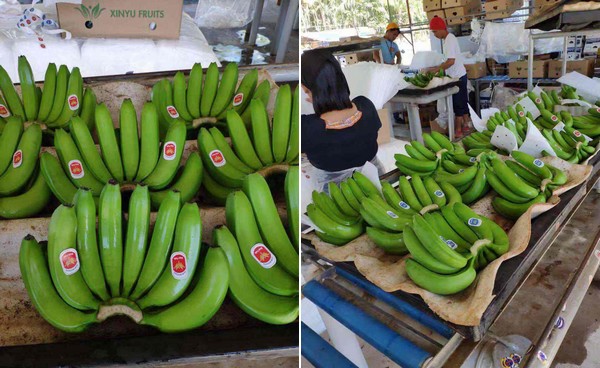The Price Of Bananas Exported From The Philippines To China Is Relatively Low