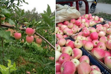 The Percentage Of Large Chinese Apples Is Quite Big This Year