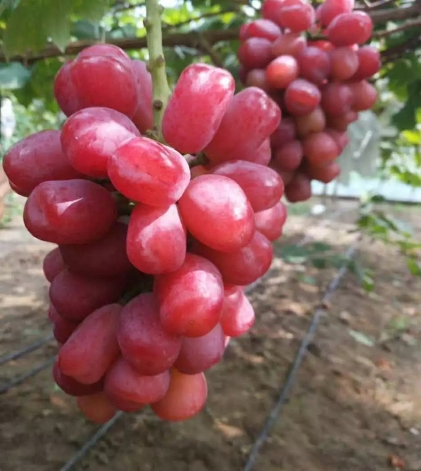 "First grape harvest from Yunnan enters the Chinese market in small