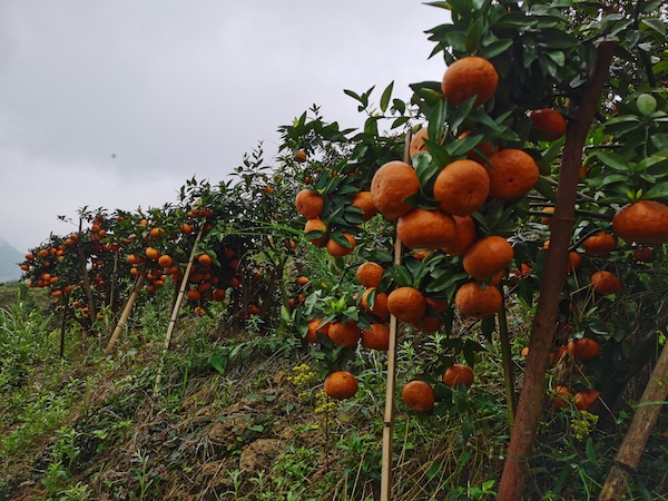 The Chinese Fresh Wu Tangerine Enjoyed And Abundant Harvest And Is Expected To Sell Well