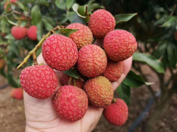 Large volumes of Guangdong lychee will enter the market this month putting  pressure on price"