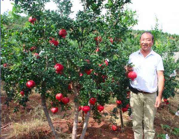 Chinese Market Price Of Seedless Pomegranates Shows Downward Trend