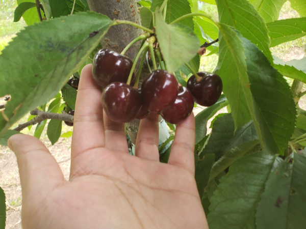 Chinese Consumers Enthusiastically Welcome Fresh Chilean Cherries