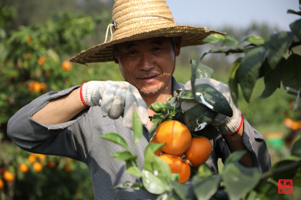 Ori mandarins find opportunities for profit in Chinese high-end market - Vimarsana News