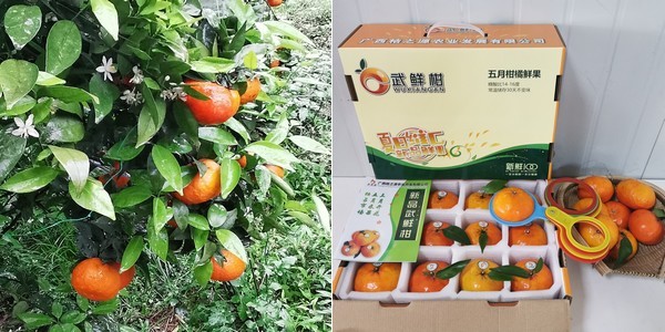 Export Chinese Fresh Sweet Mini Mandarin Orange - China Orange, Mandarin  Oranges