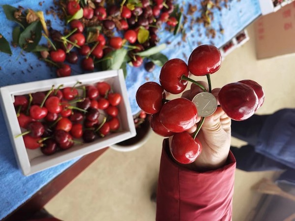First Chinese cherries from Dalian greenhouses enter the market