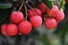 Drought reduces Taiwan lychee production to 10% in worst case - Vimarsana News