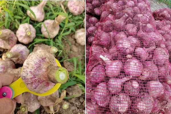 Ajo desconchado al vacío chino congelado - China Cubos de ajo