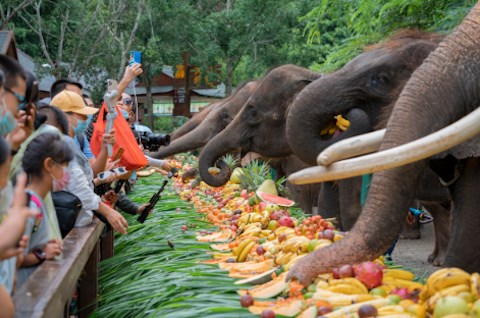 Wild Elephant Valley in Yunnan: 18 elephants enjoy a 3 ton fruit banquet