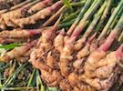 What will the market for new season ginger be like? - Vimarsana News