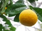 Russia allows 7 Chinese companies to export pomelo to Russia - Vimarsana News