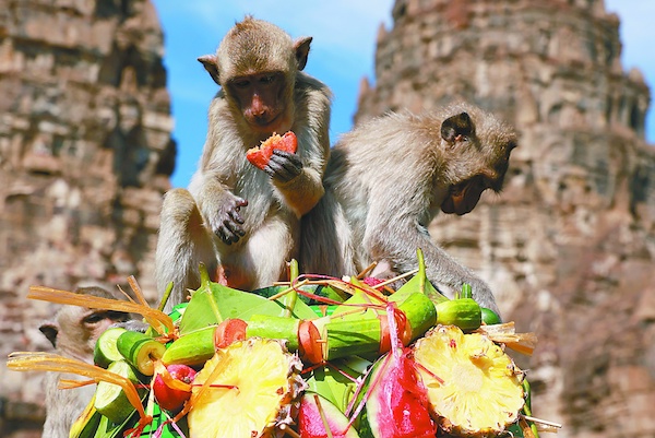 Thai monkeys enjoy a fruit buffet