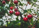 Cherries set sail from Chile to China - Vimarsana News