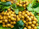 Cambodia hopes to export longan to China in the near future - Vimarsana News