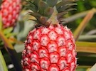 The Chinese Academy of Thermal Sciences developed a new variety of "Rock Sugar Red Pineapple" - Vimarsana News