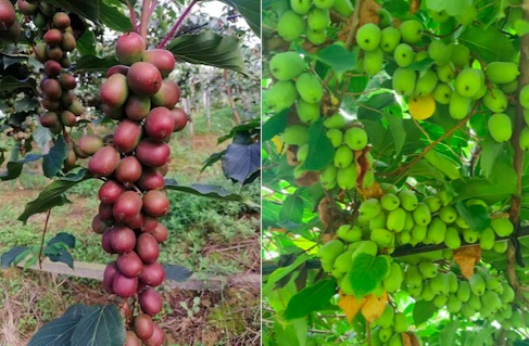 This season, the production of Meimei kiwiberries has increased, and the overall sugar content has increased - Vimarsana News