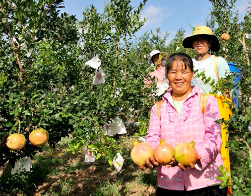 Huize pomegranates in Yunnan enter the peak harvest period - Vimarsana News