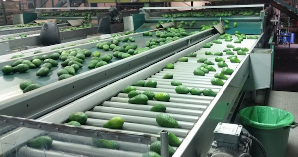 The first batch of large quantities of Yunnan avocados to be picked at the end of September - Vimarsana News