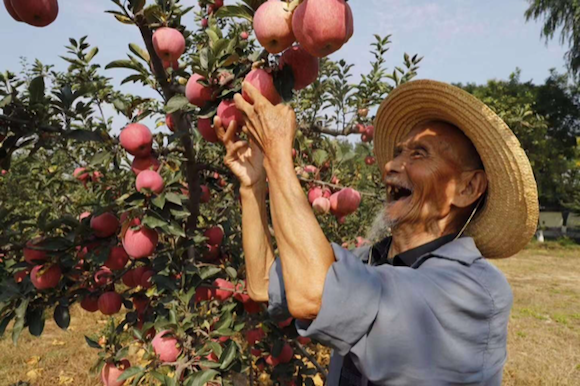 Envy apples expecting big harvest for holiday season - Fruit Growers News