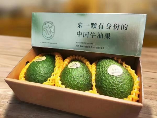 Yunnan avocados have high dry matter and oil content, and the