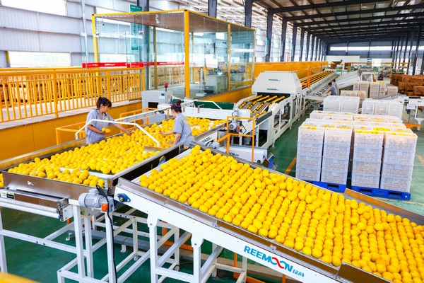 Vendita a caldo a buon mercato limoni freschi dalla Cina - Cina Limone,  limone fresco