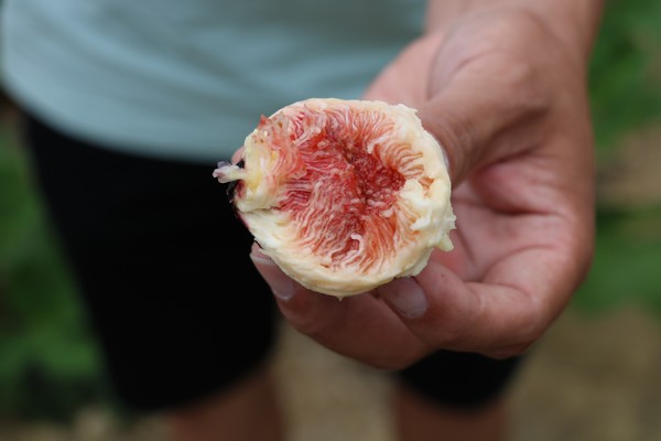 "Zizuan fig, with its storability and high yield, can make up for the lack of domestic varieties" - Vimarsana News