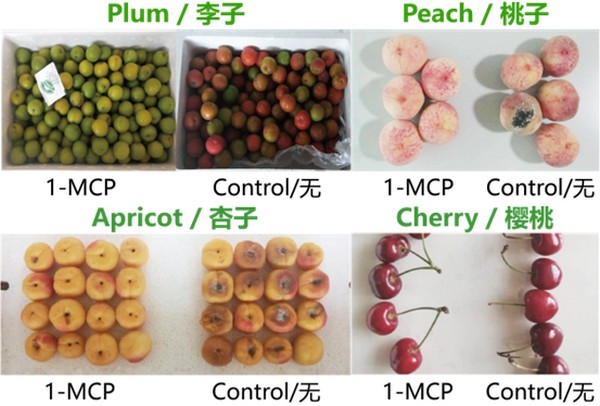 "Our preservative sachets help extend the shelf life of stone fruit" - Vimarsana News