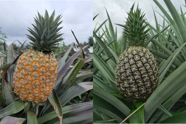 "We will explore the possibility of Xuwen pineapples entering the European market" - Vimarsana News