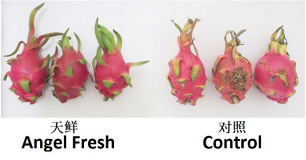 "Market demand for dragon fruit rebounds - demand for preservatives surges" - Vimarsana News
