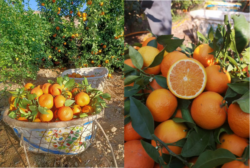 "Late Binchuan Wogan mandarin season late this year, market expected to improve in May" - Vimarsana News