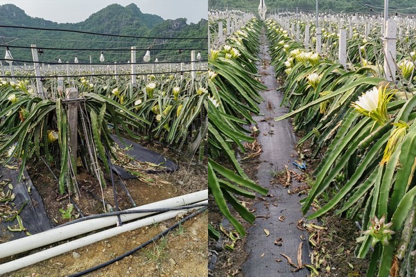 Vietnam's dragon fruit imports have dropped sharply, boosting Chinese domestic market - Vimarsana News