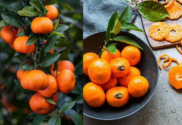 Export Chinese Fresh Sweet Mini Mandarin Orange - China Orange, Mandarin  Oranges