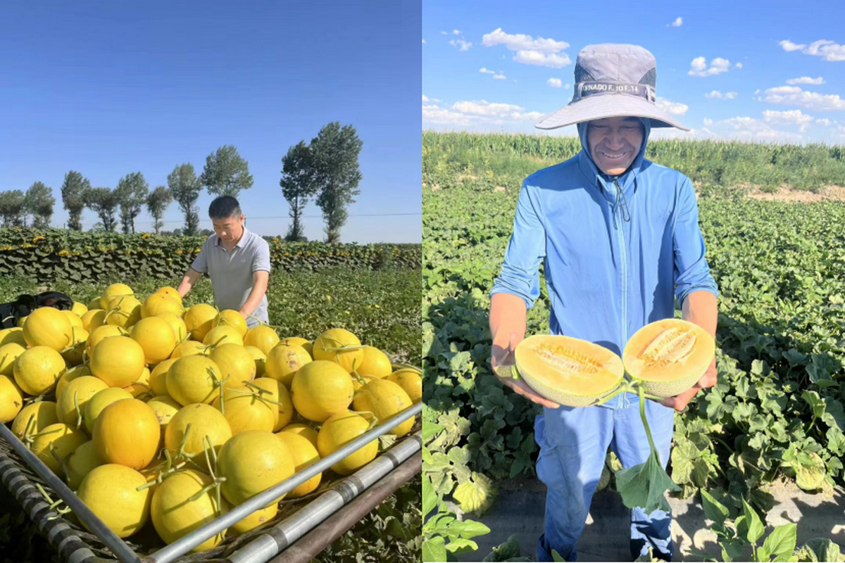 "The cost of melons from Minqin is rising and the market competition is fierce" - Vimarsana News