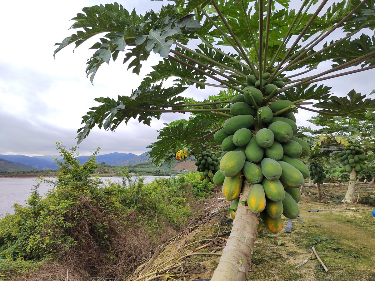 Sanya papaya has changed varieties on a large scale - Vimarsana News