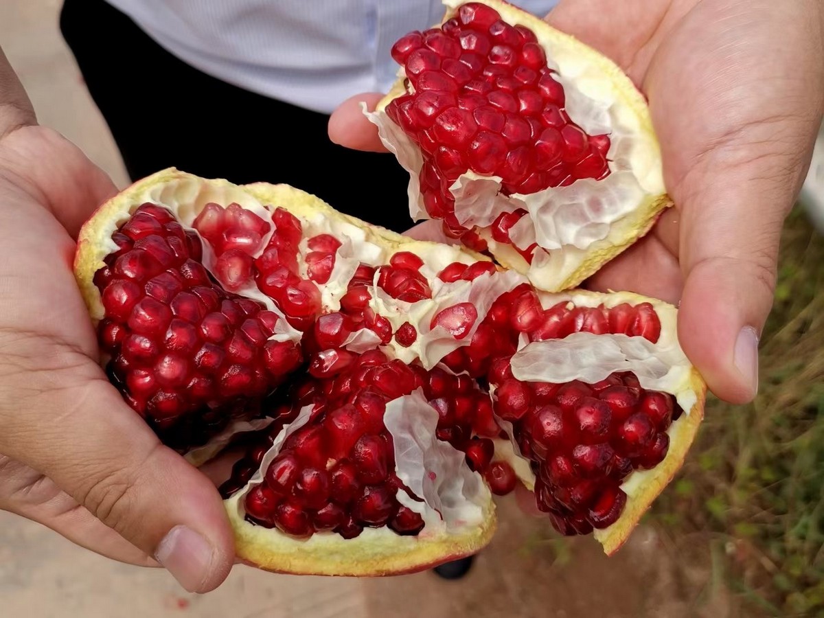 "The new soft-seeded pomegranate varieties we are trying to grow have obvious advantages." - Vimarsana News
