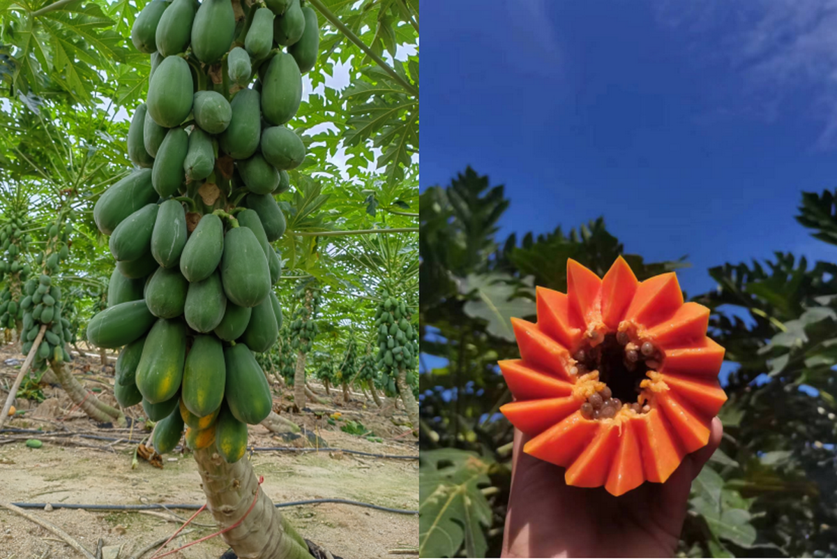 "Sanya papaya is on the market and has performed satisfactorily" - Vimarsana News