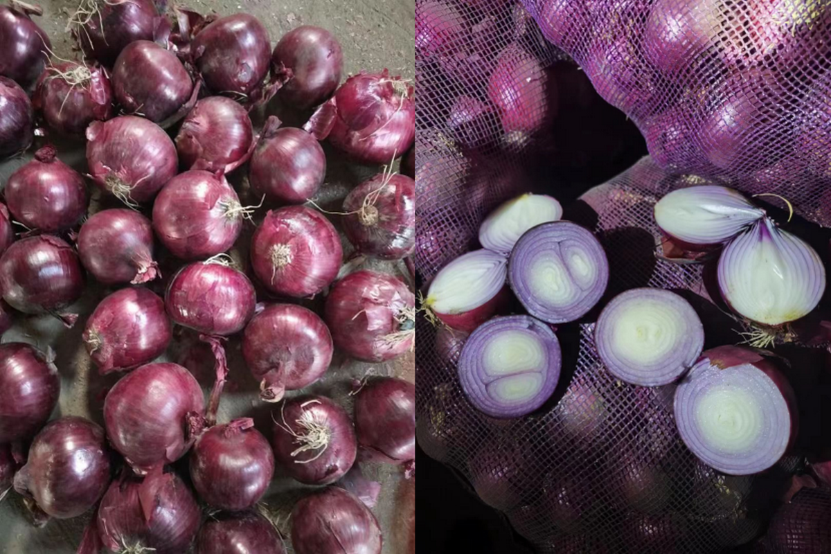 "Onion export orders to the European market have grown significantly" - Vimarsana News