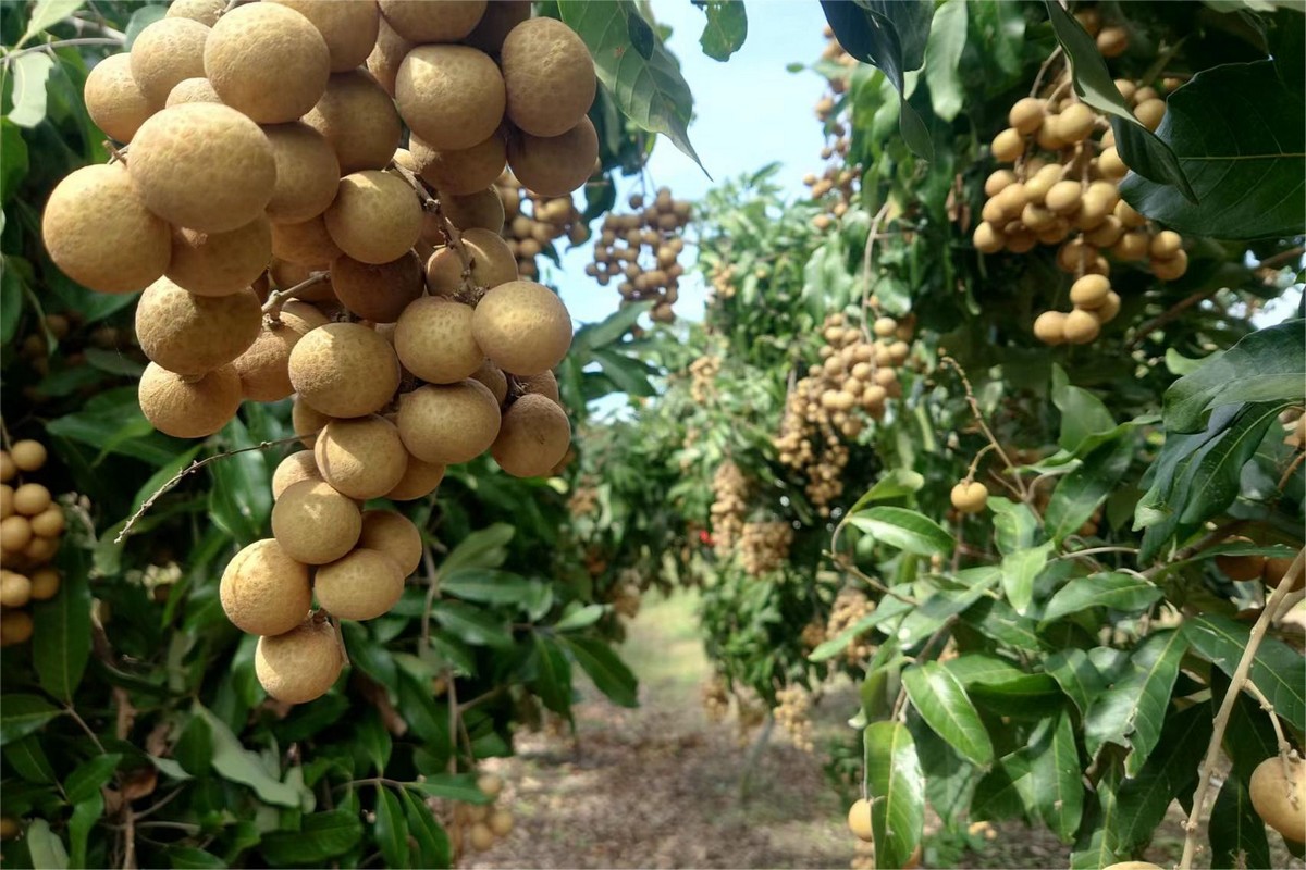 "The import volume of longan has declined, and the selling price is relatively low." - Vimarsana News