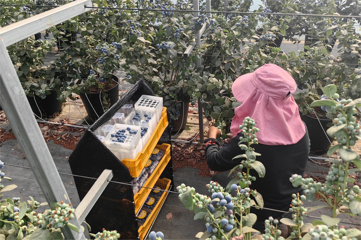"Due to dissatisfaction with market price, blueberry growers develop direct sales from the source" - Vimarsana News