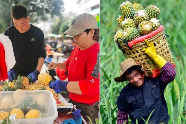 Pineapple season launched in Xuwen, Guangdong - Vimarsana News
