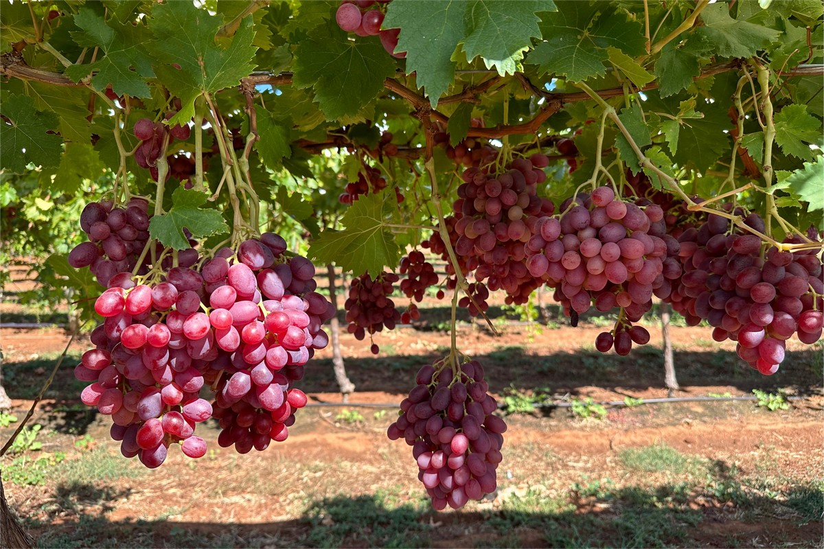 "The Australian seedless grape production season faces significant challenges." - Vimarsana News