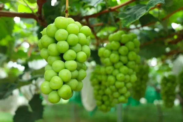 Large volumes of Yunnan Shine Muscat grapes, leading to 50% decrease in price - Vimarsana News