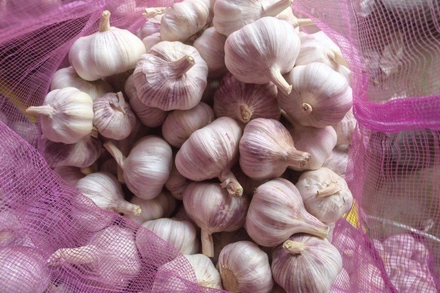 "Exportseizoen knoflook nadert piek, stijgende zeevrachttarieven zetten marges onder druk"