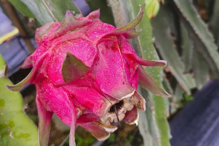 Prijzen Chinese pitahaya dalen fors