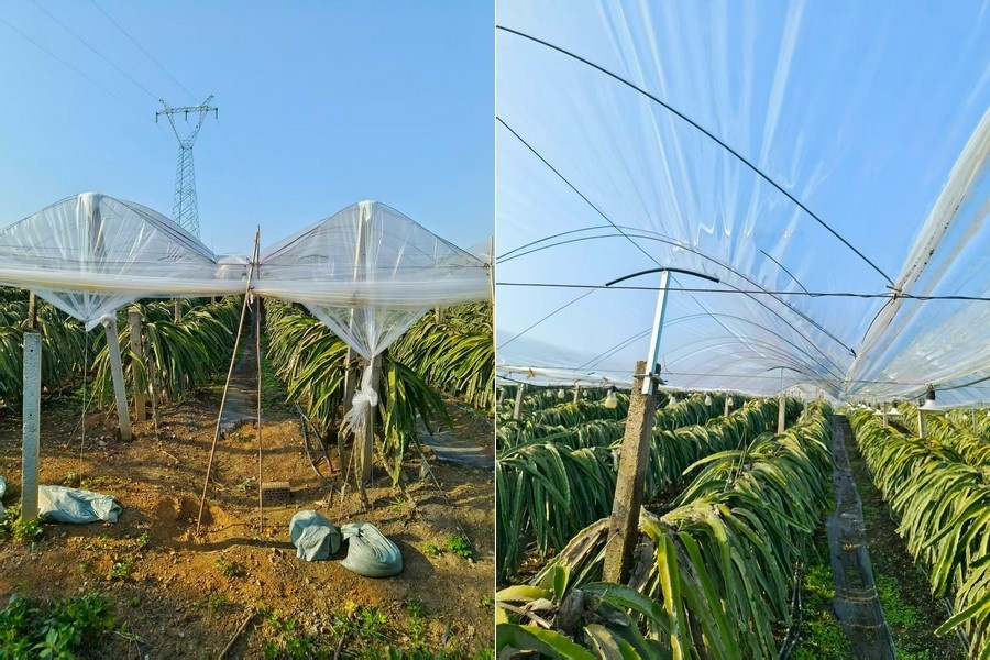 Prijzen pitaya trekken aan door aanbod uit belichte teelt