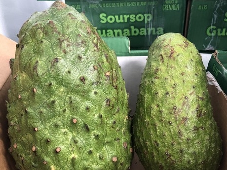 Soursop Imports Continue To Build