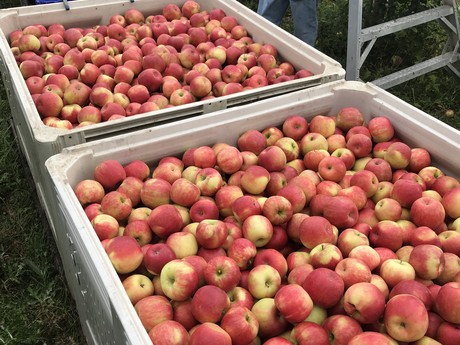 NY apples see better production for 2018